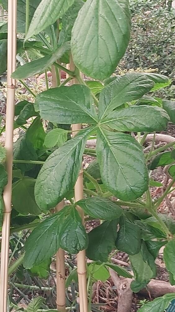 Cyphostemma cirrhosum leaf