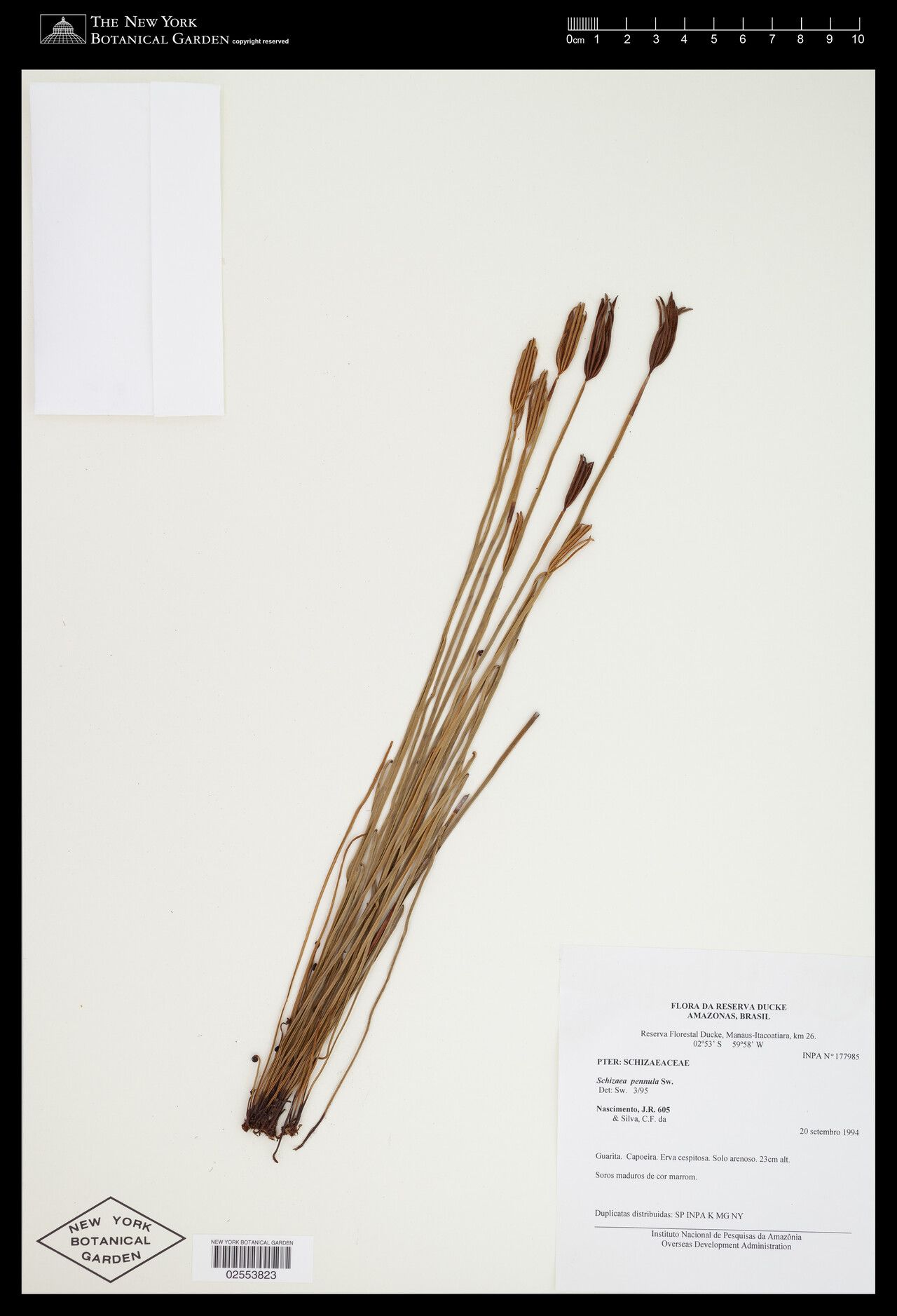 Actinostachys pennula fruit