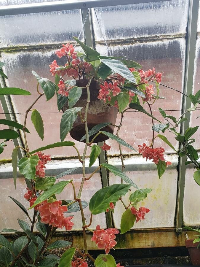 Begonia radicans habit