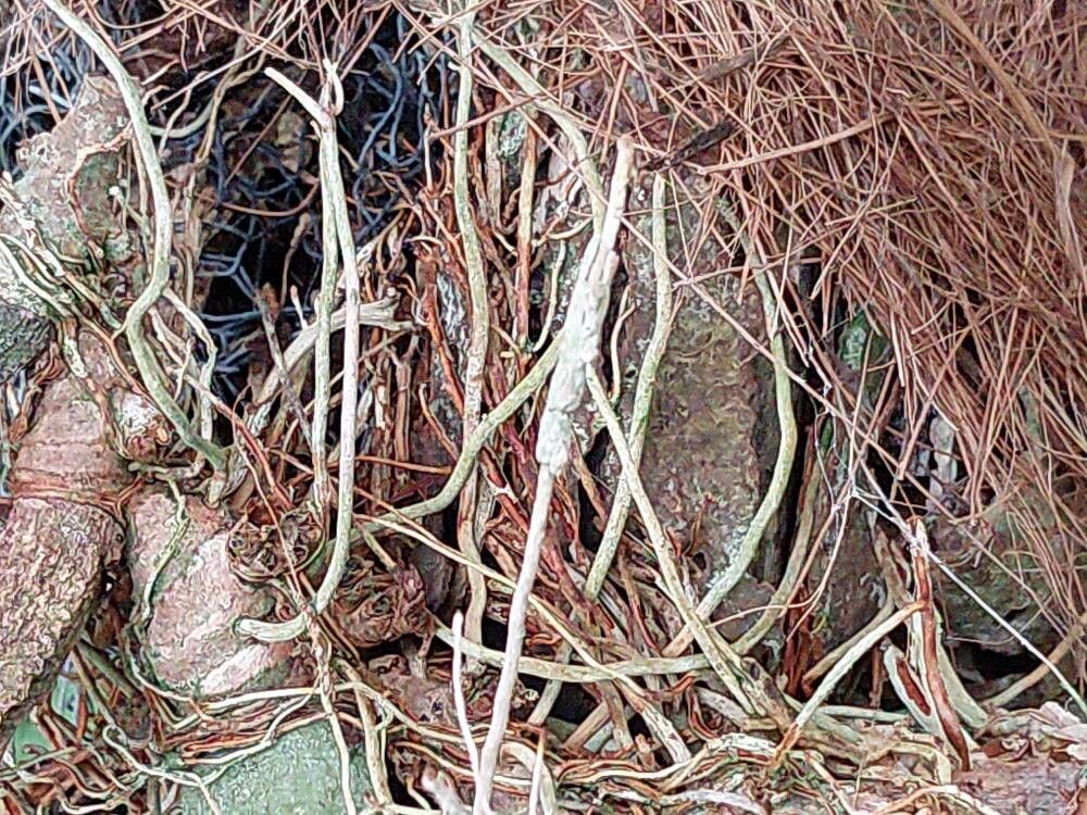 Maxillaria rufescens bark