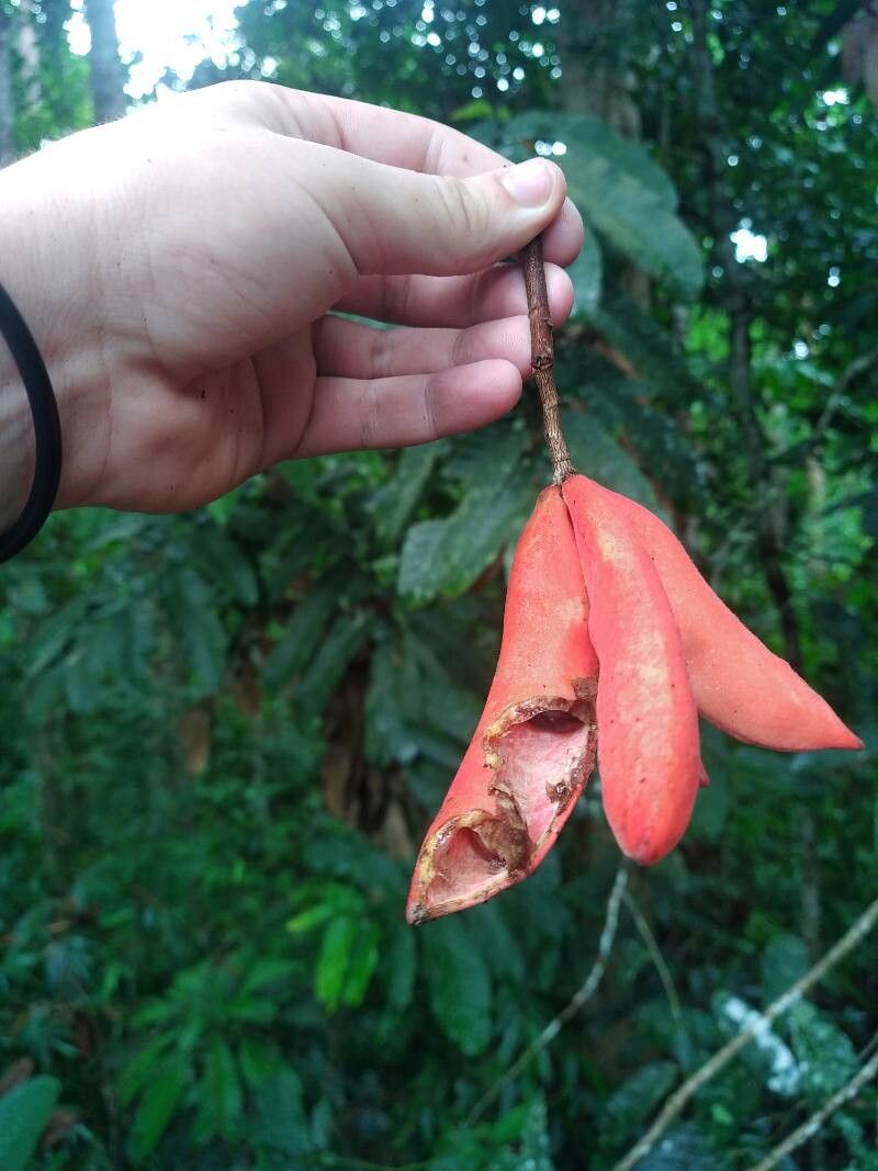 Sterculia megistophylla fruit