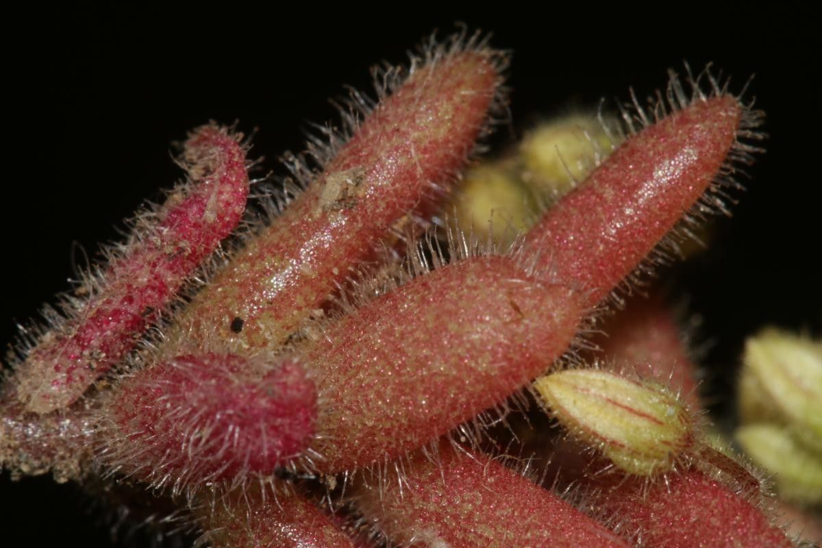 Sedum pubescens leaf