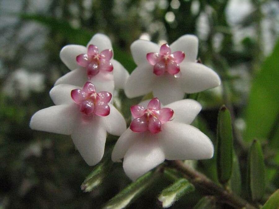 Hoya lanceolata — search result for 'Bangladesh'