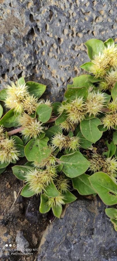 Alternanthera caracasana fruit
