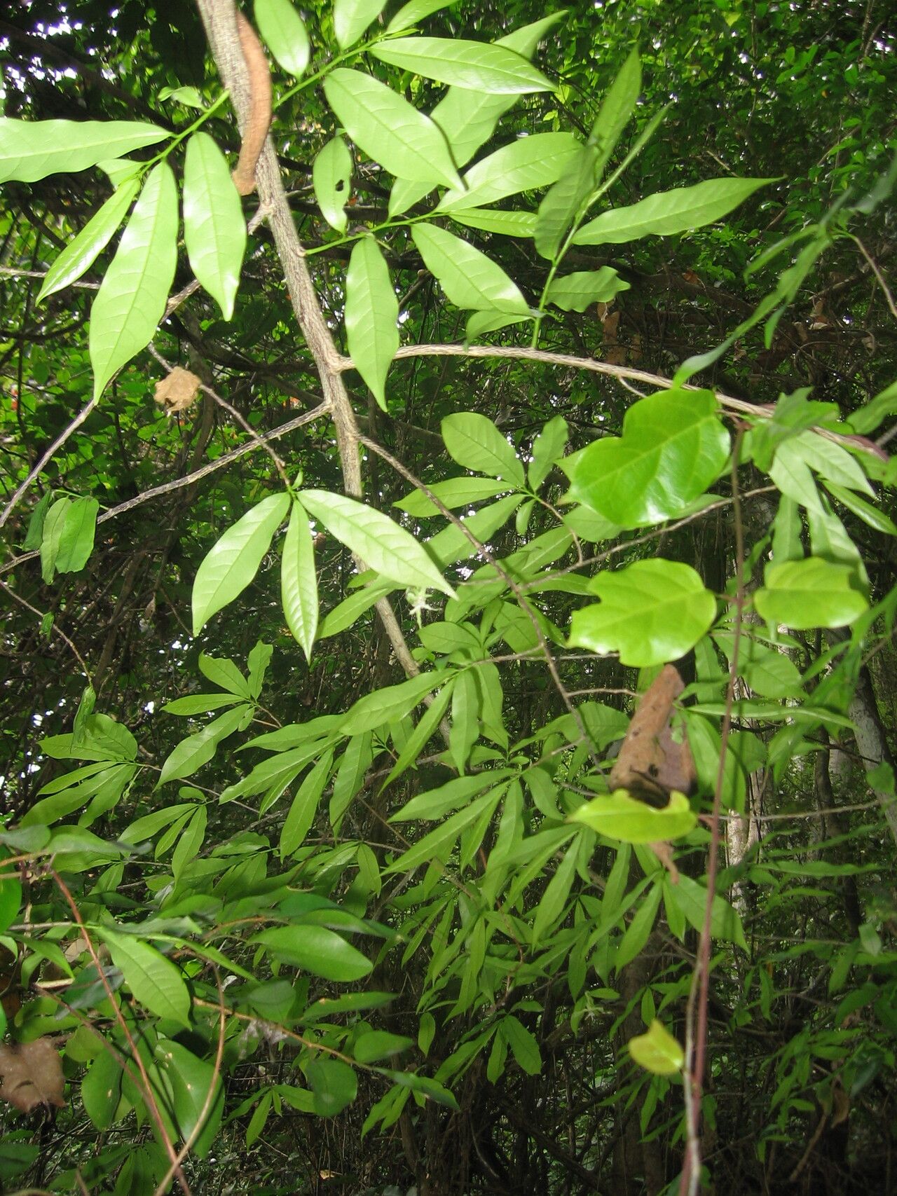 Monodora hastipetala — search result for 'Monodora'