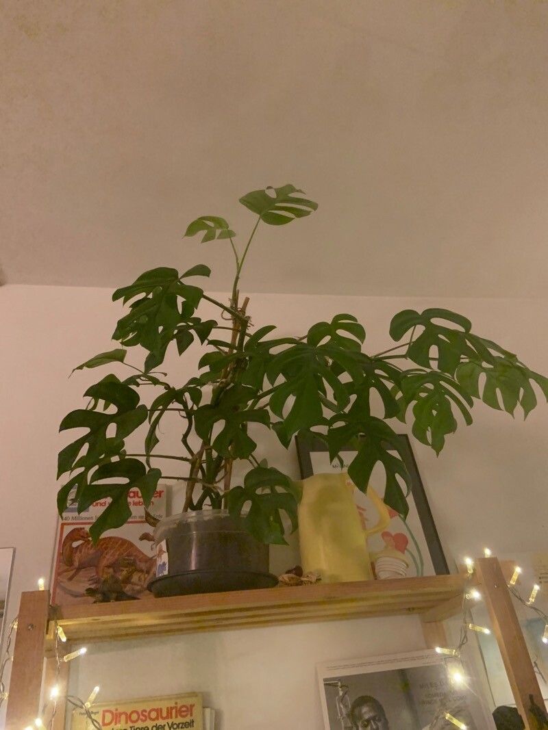 Monstera minima habit