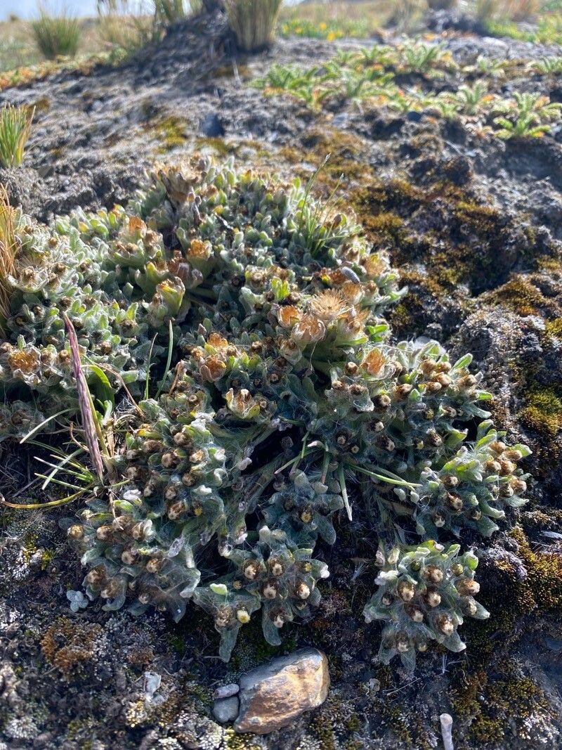 Pseudognaphalium badium — related species from the same genus