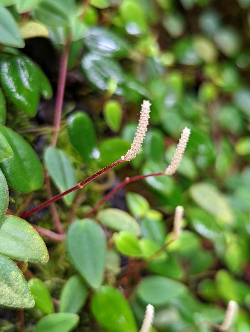 Peperomia fagerlindii flower