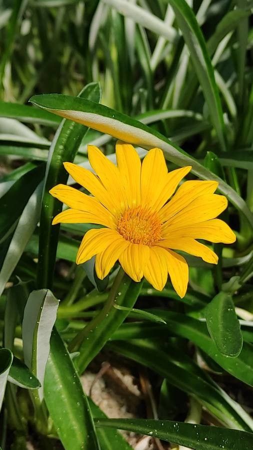 Ceraria namaquensis flower