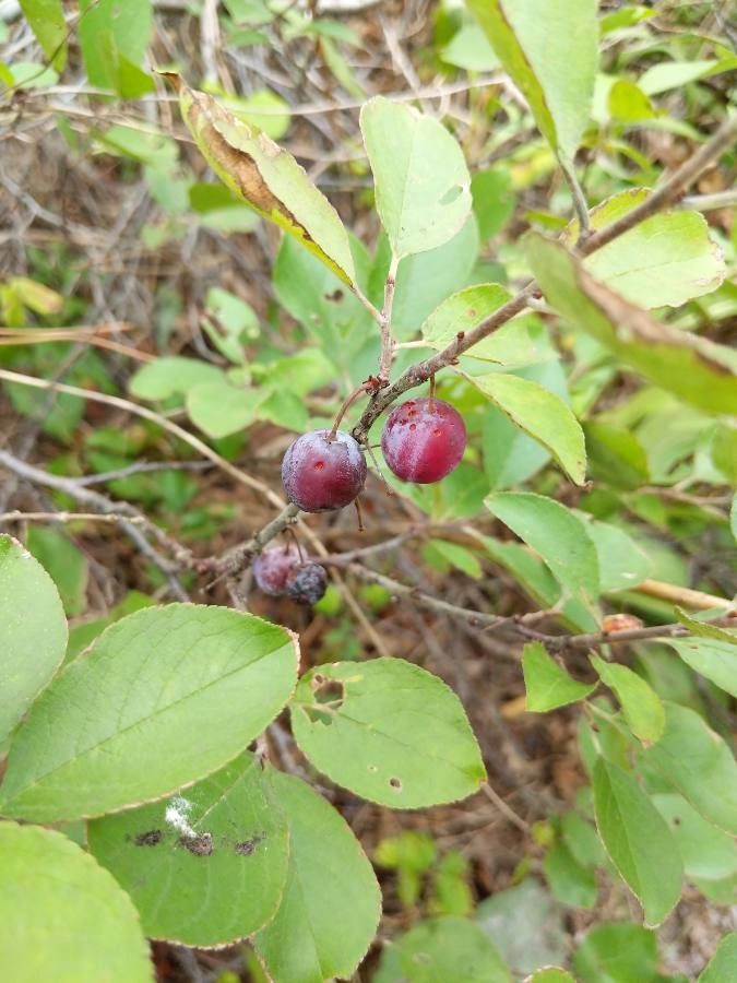 Prunus maritima fruit