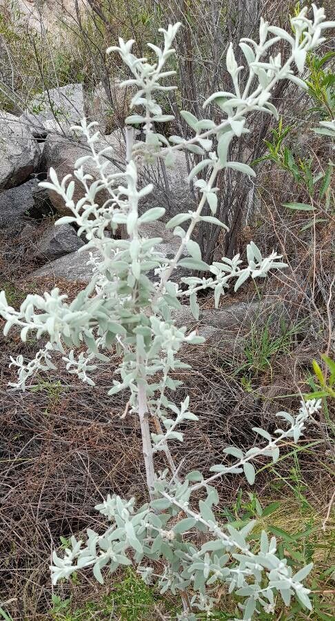 Buddleja cordobensis habit