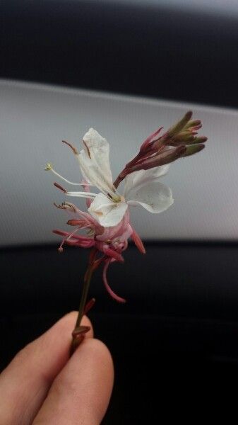 Asphodelus fistulosus flower