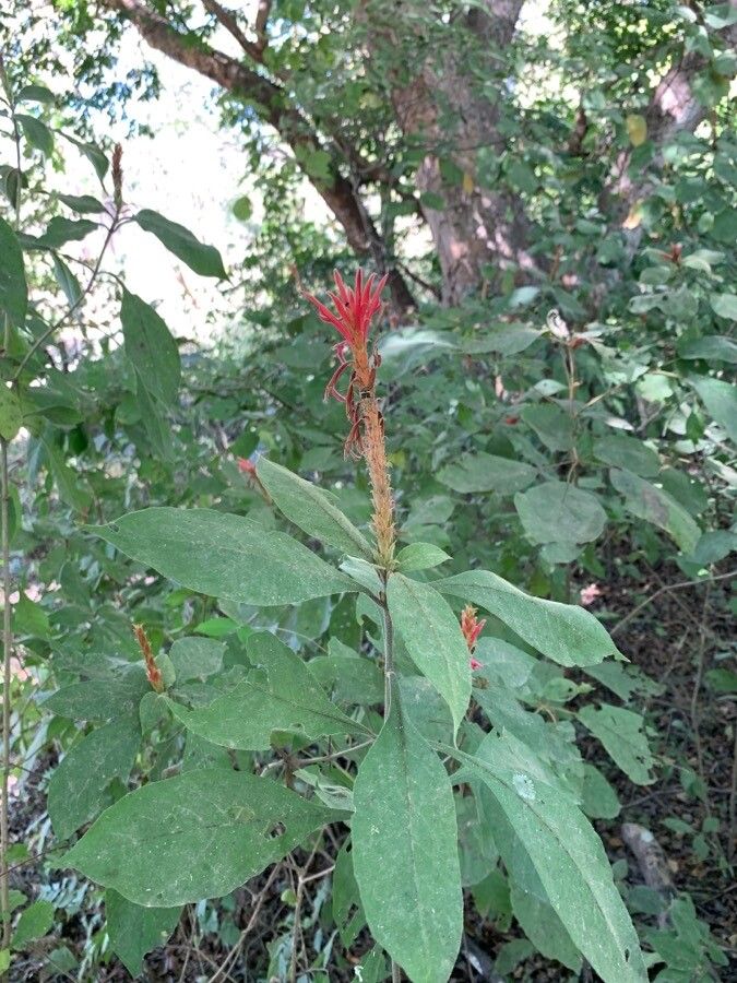 Aphelandra scabra leaf