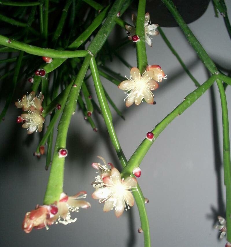 Rhipsalis dissimilis flower