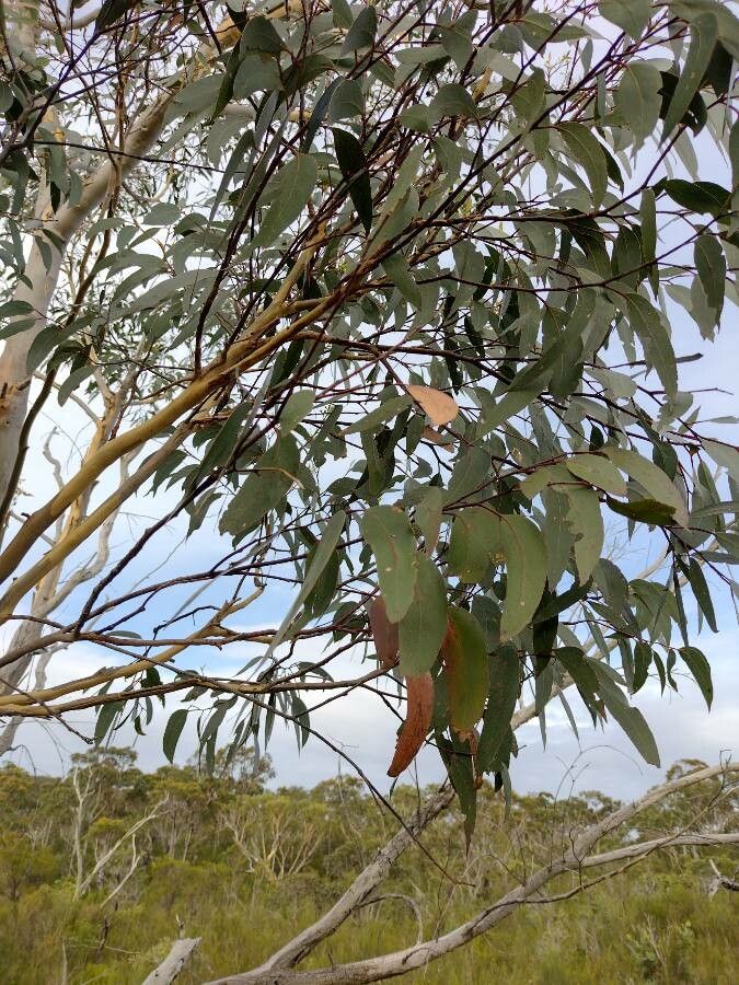 Eucalyptus haemastoma — search result for 'Eucalyptus'