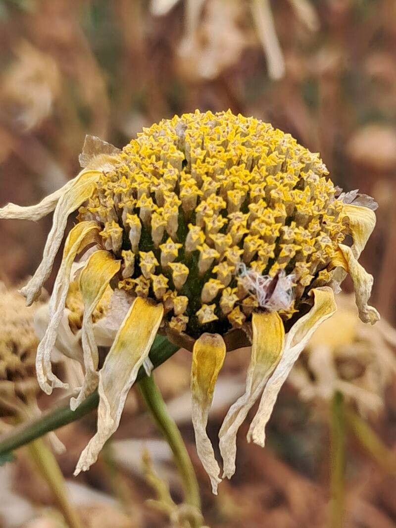 Cladanthus mixtus fruit