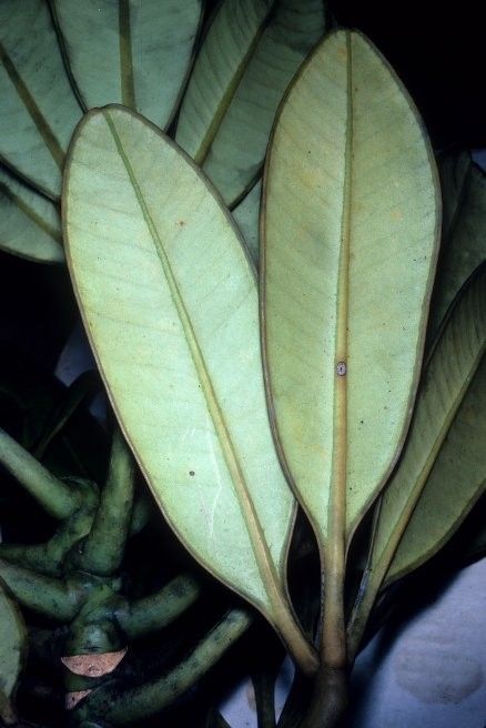 Plerandra pachyphylla — houseplant care guide