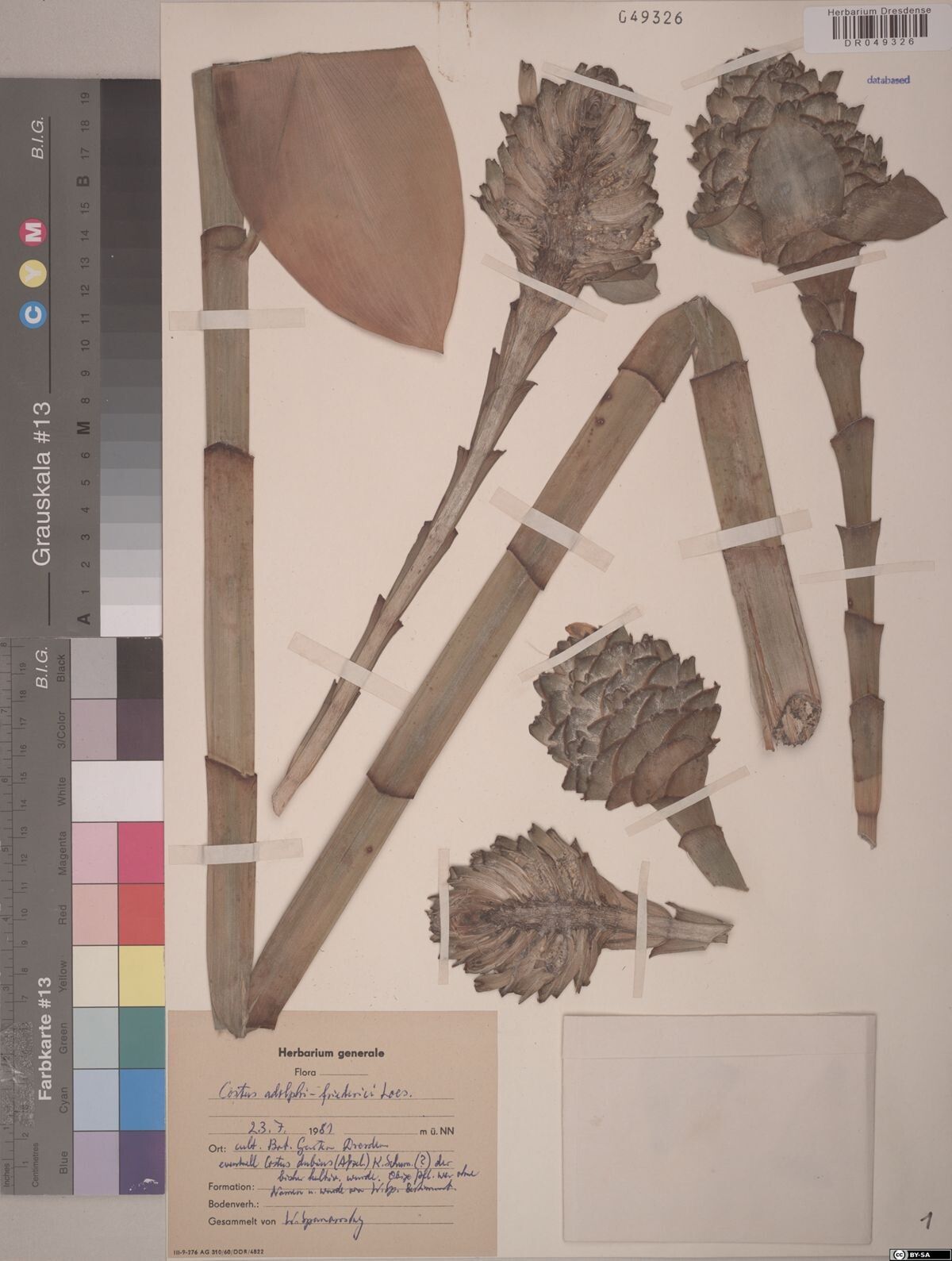 Costus adolphi-friderici — related species from the same genus