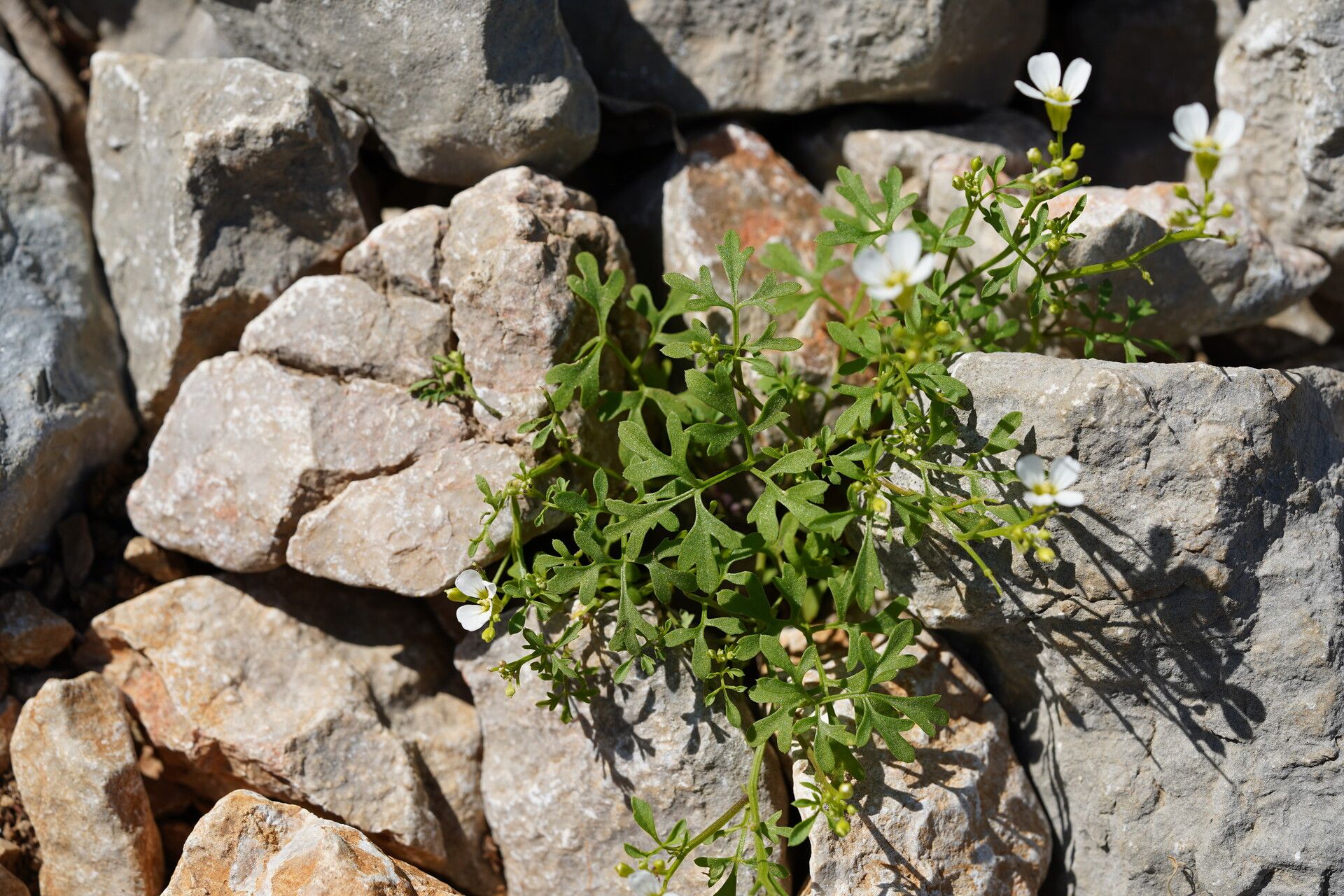 Cardamine maritima — search result for 'Cardamine'