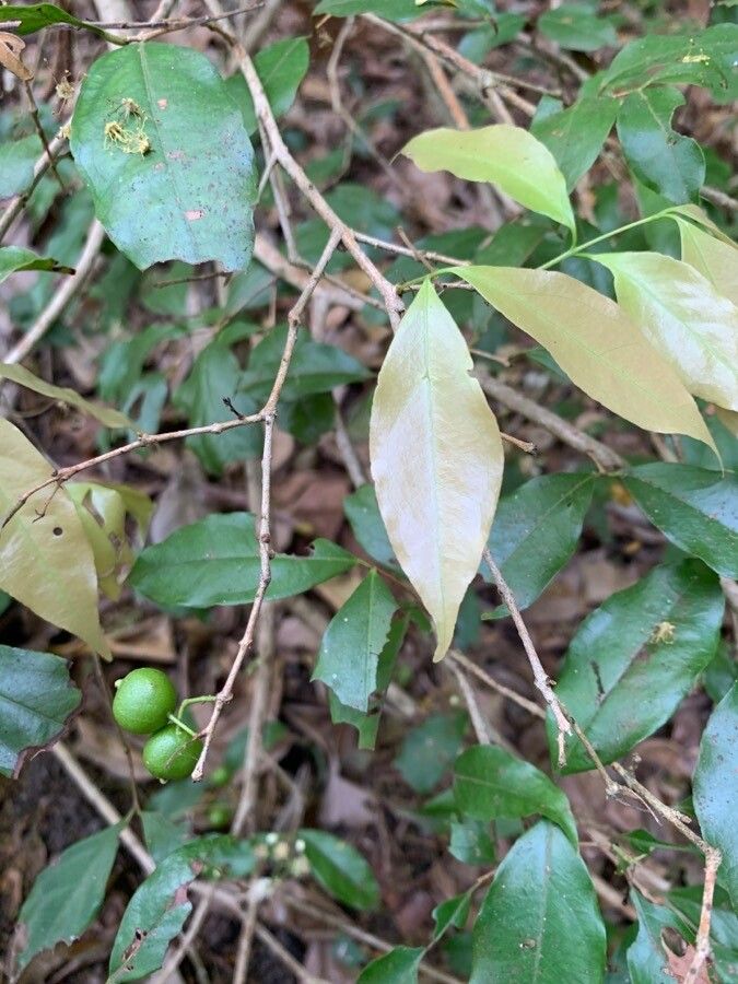 Eugenia oerstediana fruit