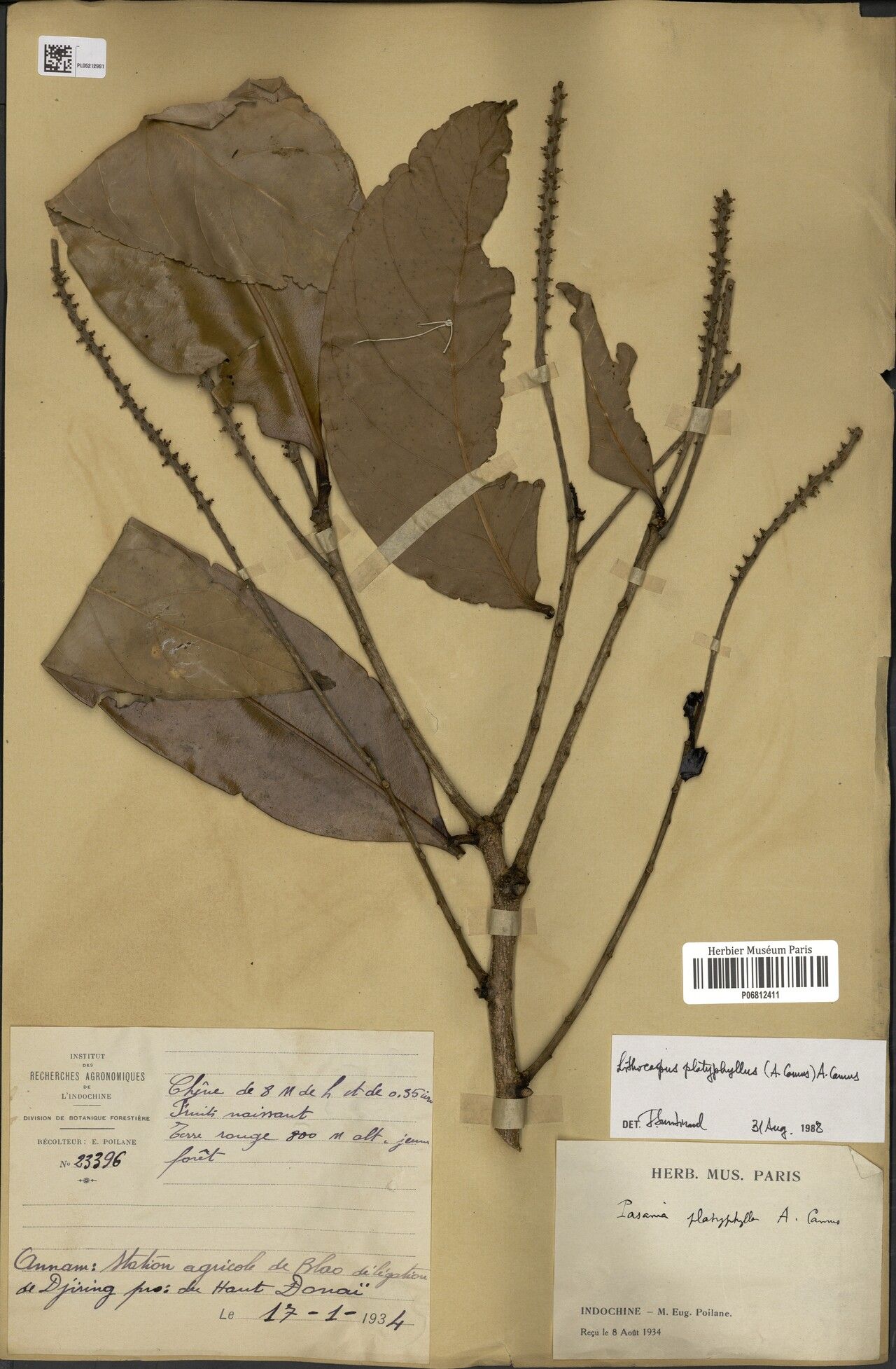 Lithocarpus platyphyllus — houseplant care guide