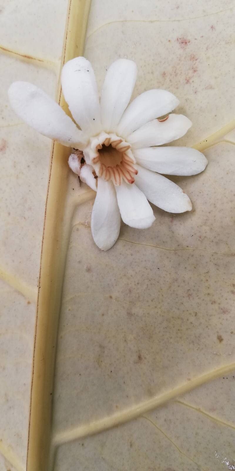 Anthocleista liebrechtsiana flower