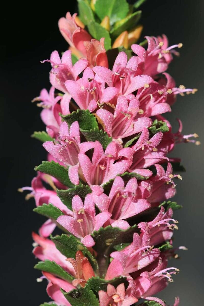 Eremophila calorhabdos — related species from the same genus