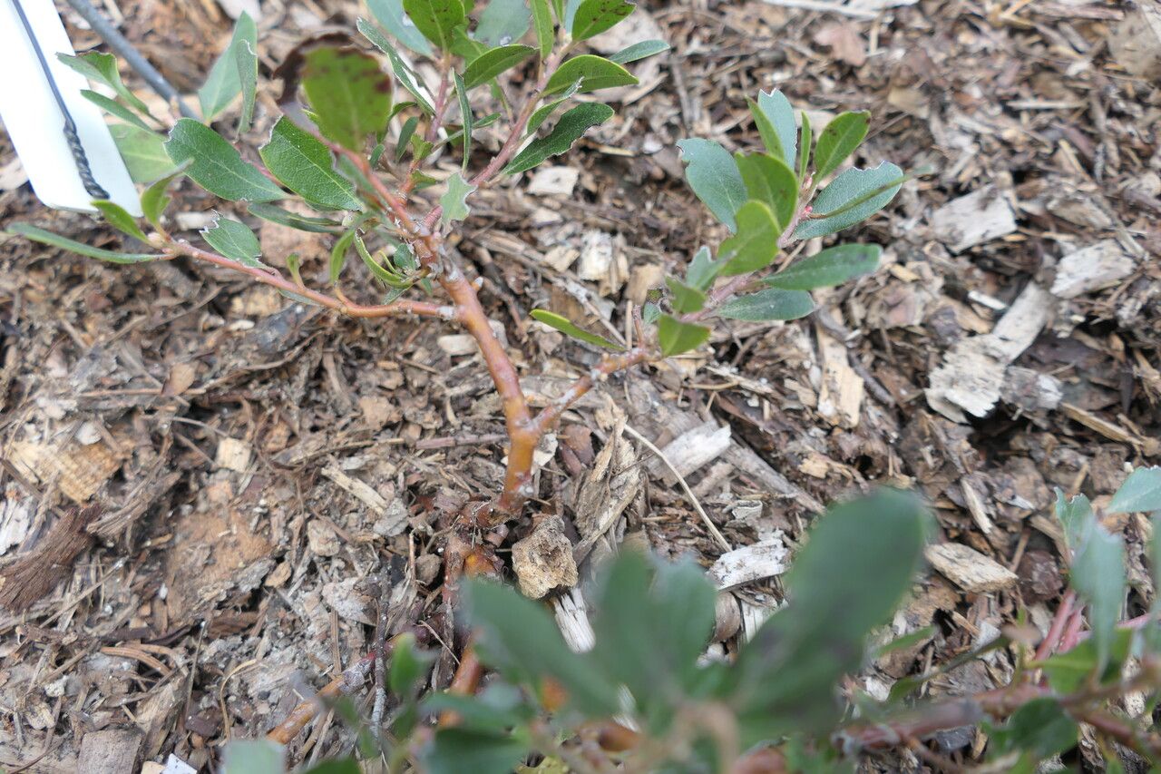 Arctostaphylos × media bark
