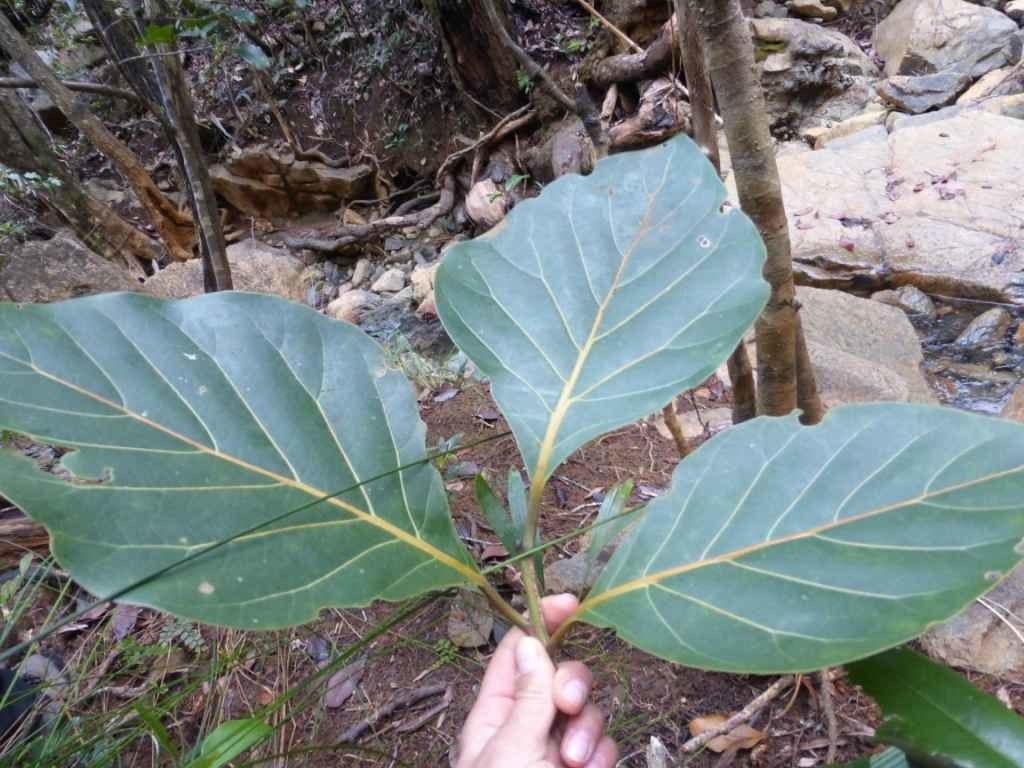 Beilschmiedia neocaledonica habit
