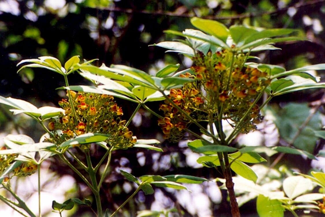 Godmania aesculifolia flower
