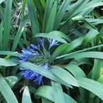 Agapanthus praecox