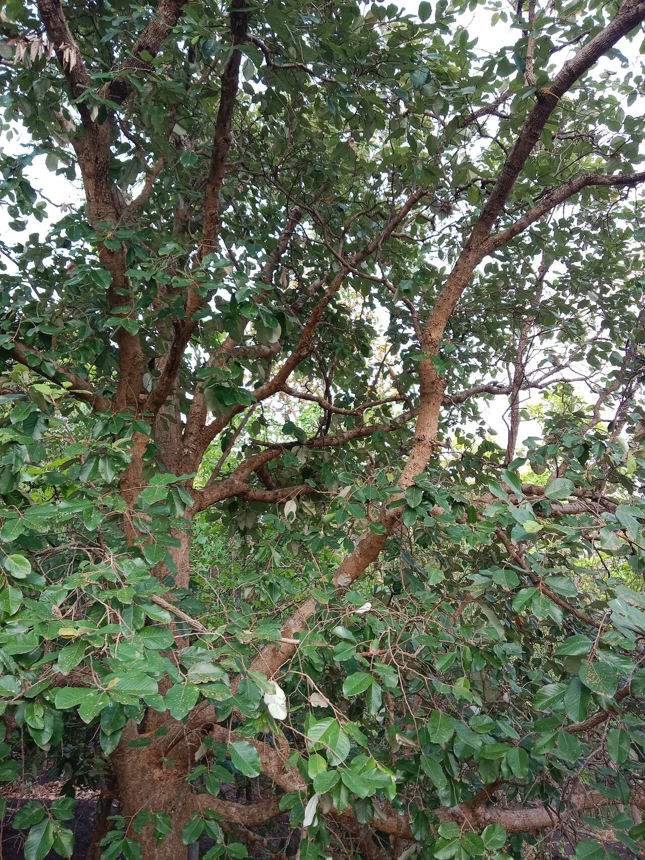 Parinari anamensis habit