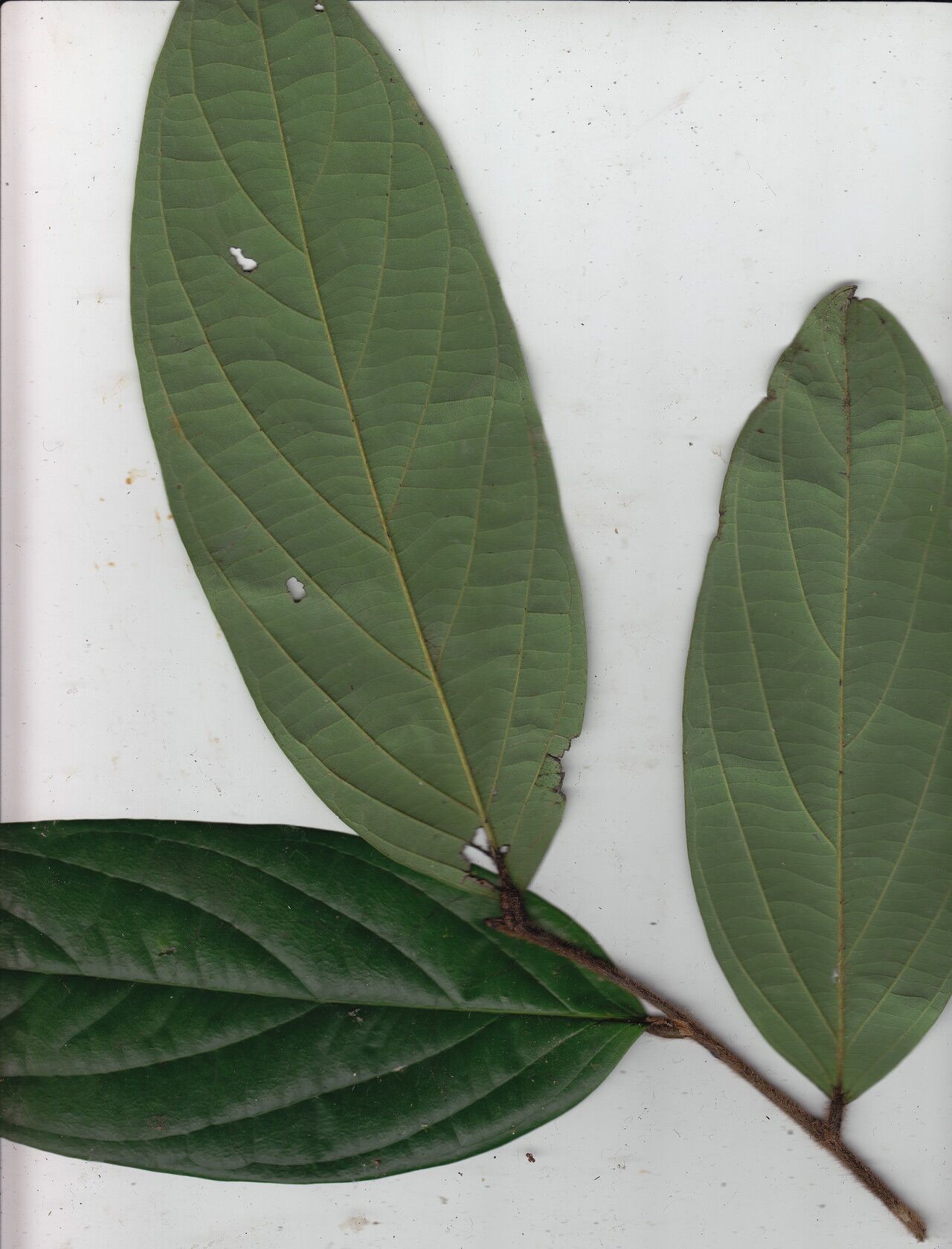 Diospyros mannii leaf
