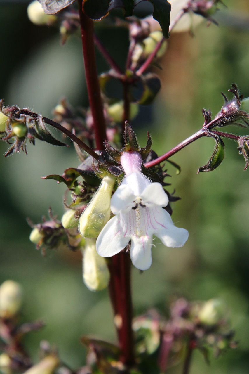 Penstemon arkansanus flower