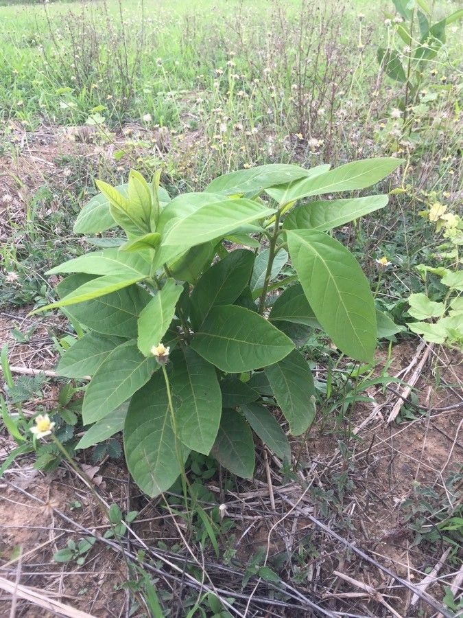 Croton persimilis — houseplant care guide