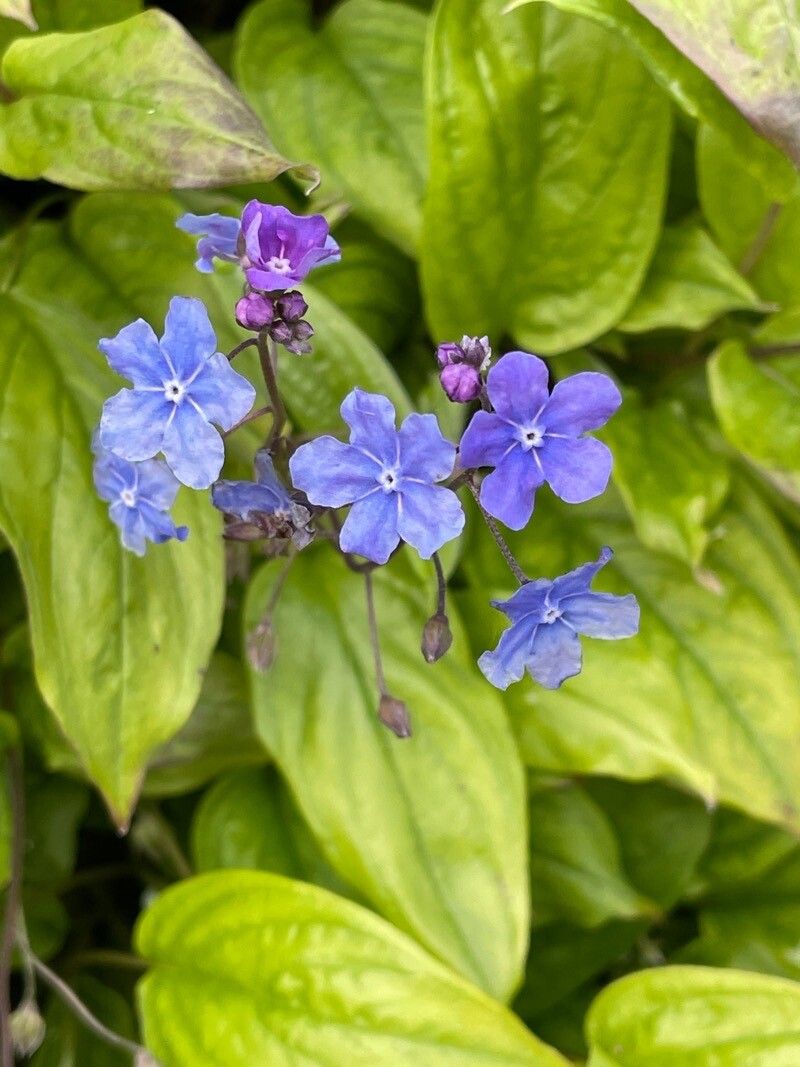 Omphalodes cappadocica flower