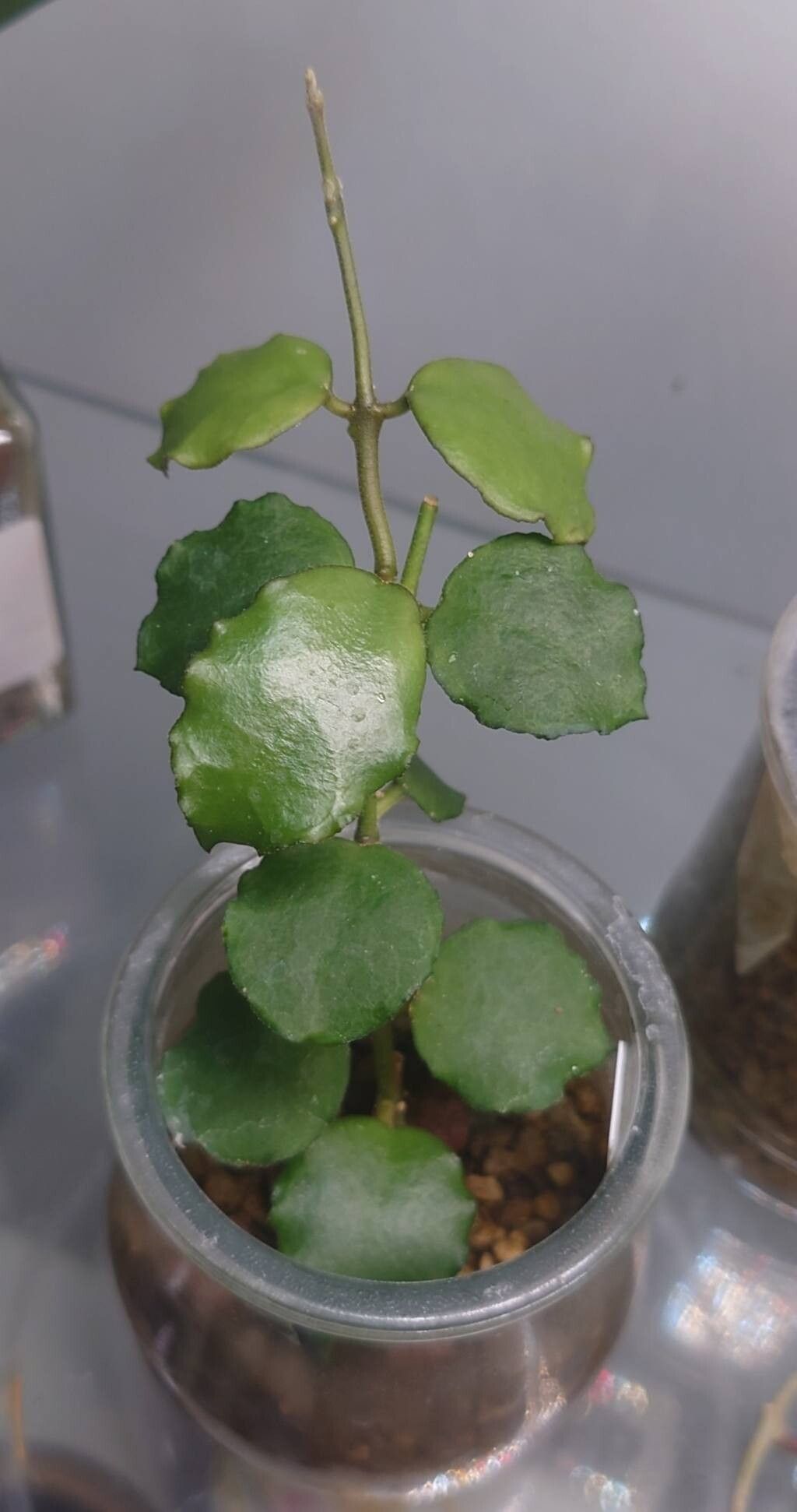 Hoya endauensis leaf