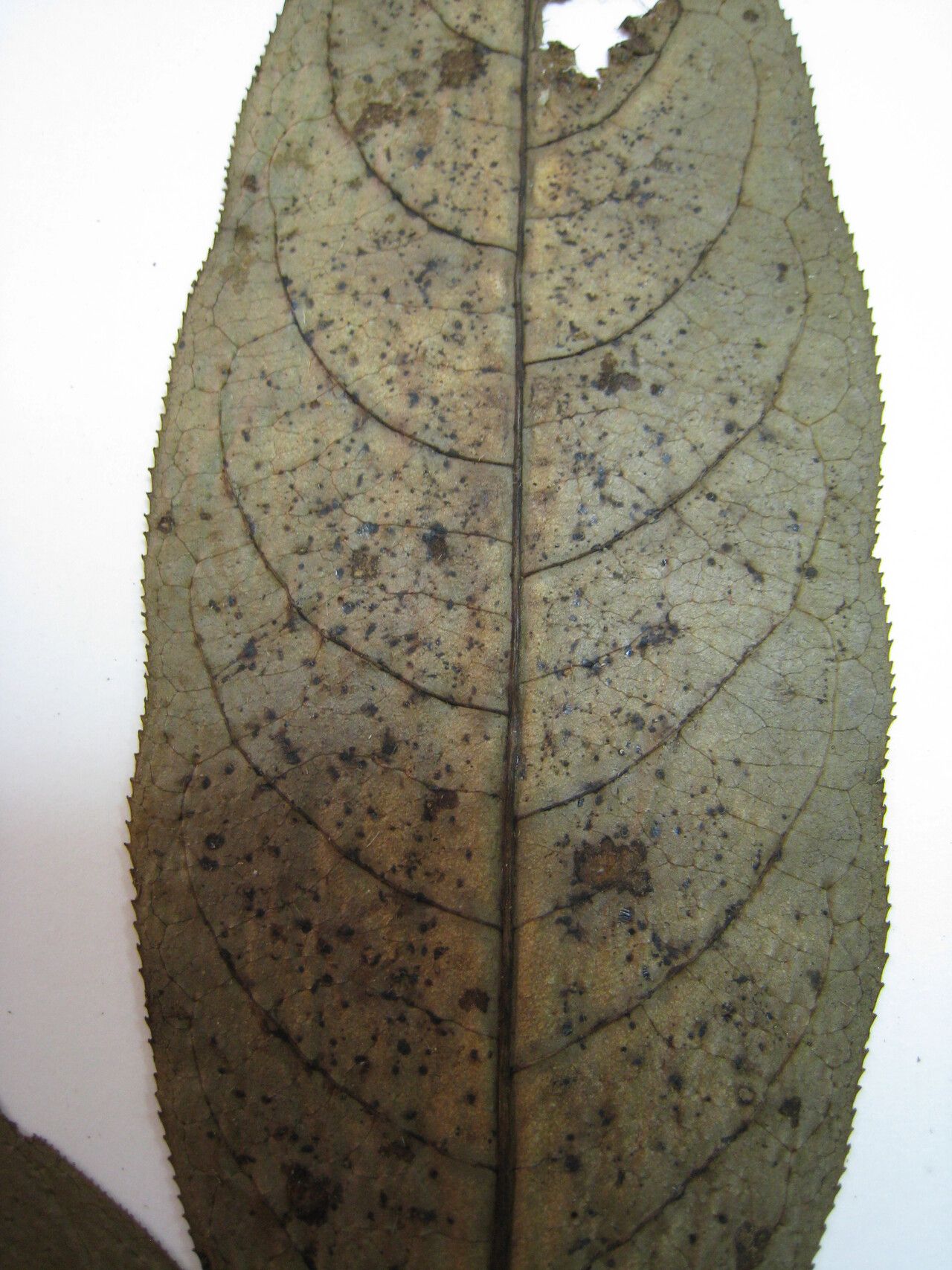 Sapium paucinervium other