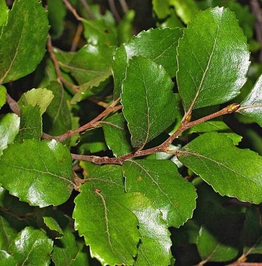 Nothofagus truncata — search result for 'Nothofagus'