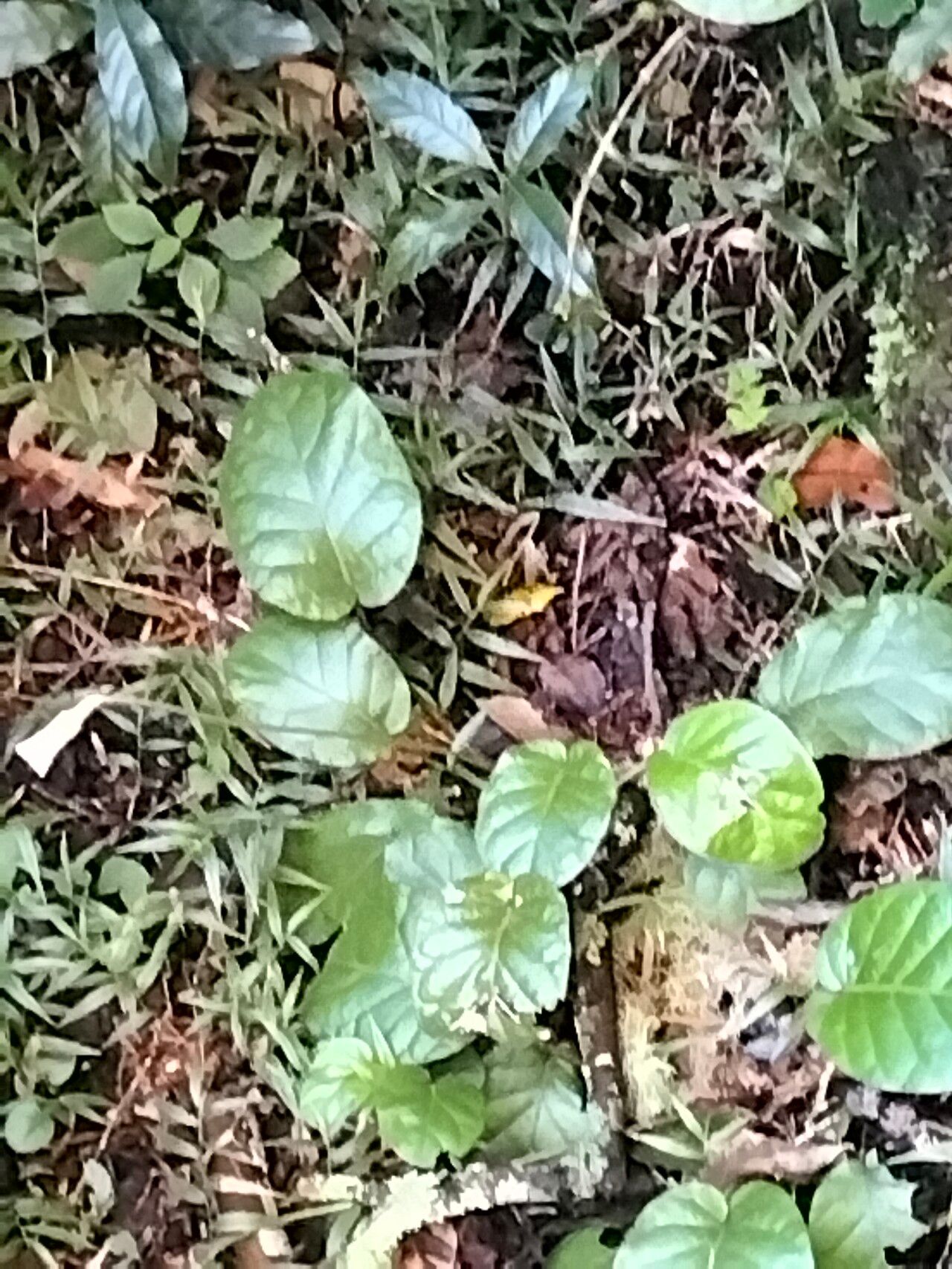 Gerbera cordata habit