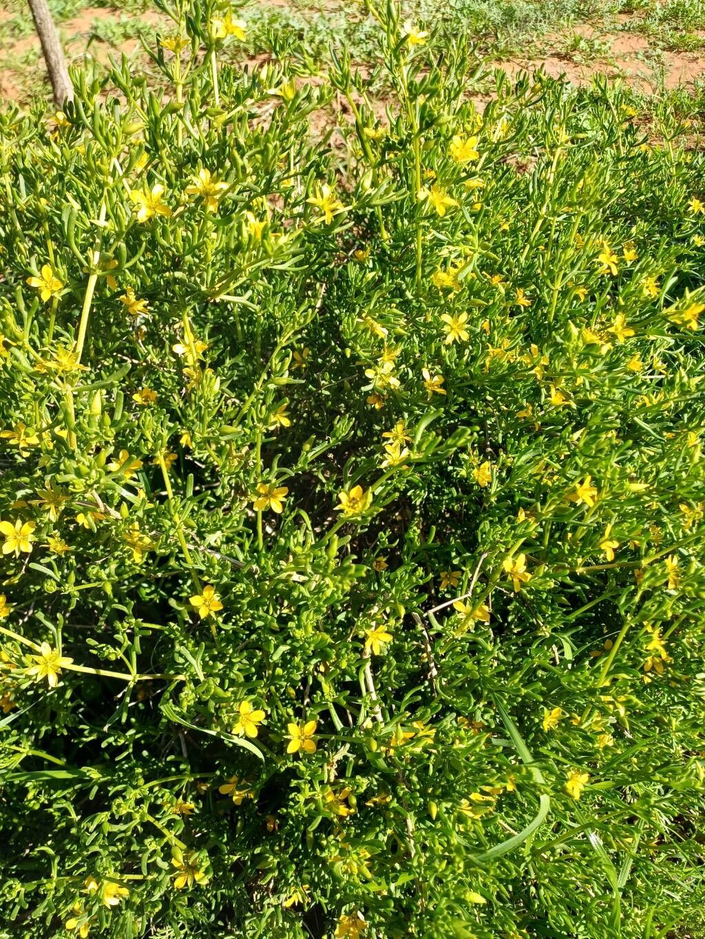 Roepera aurantiaca habit