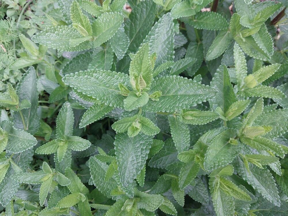 Nepeta argolica