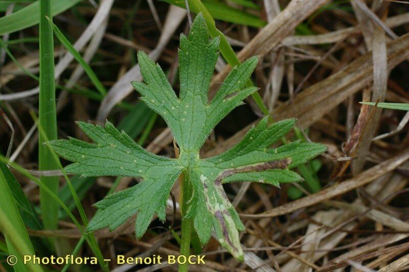 Ranunculus × polyanthemoides leaf
