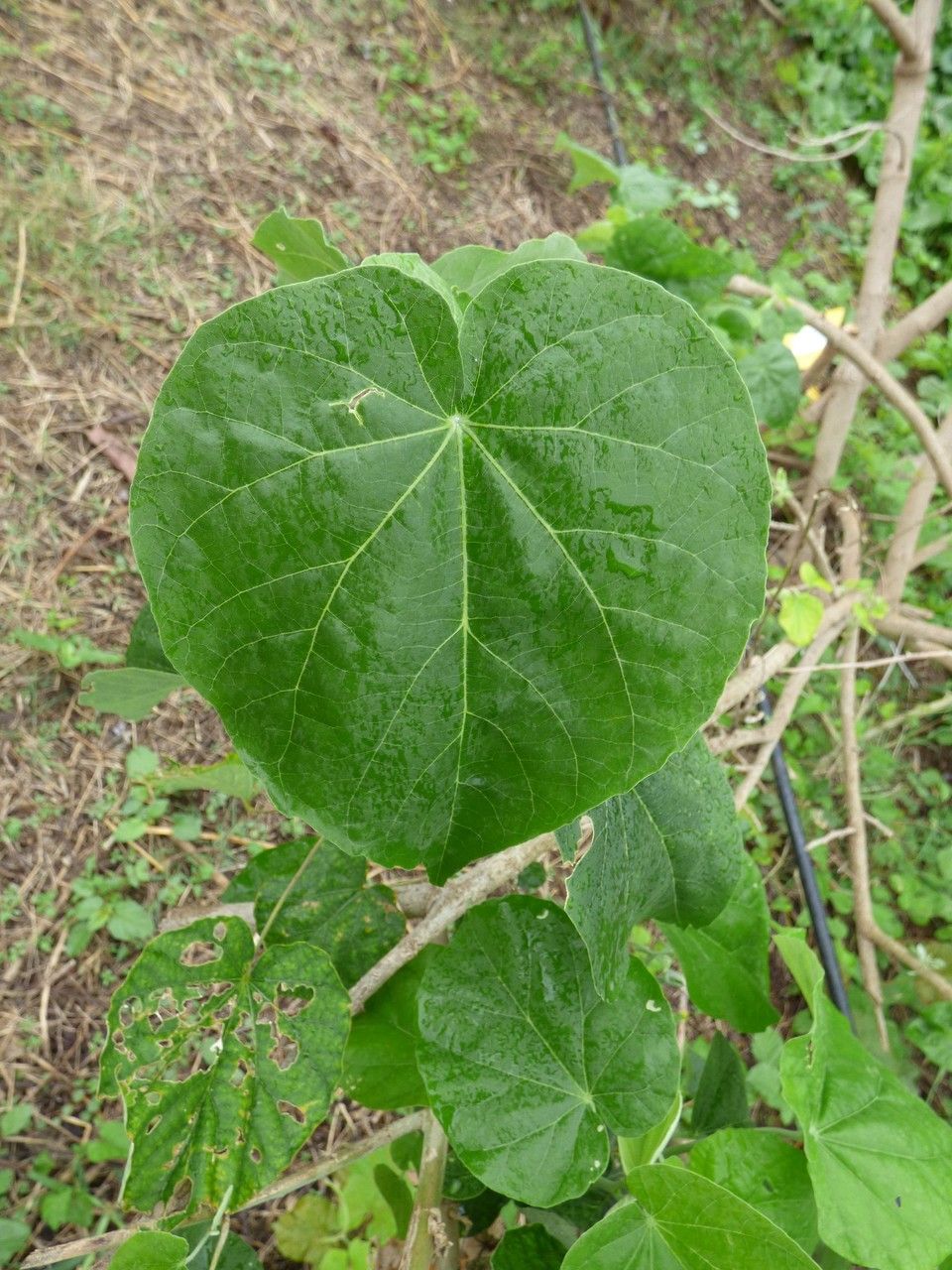 Abutilon exstipulare leaf