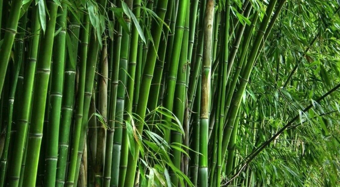 Phyllostachys viridiglaucescens bark