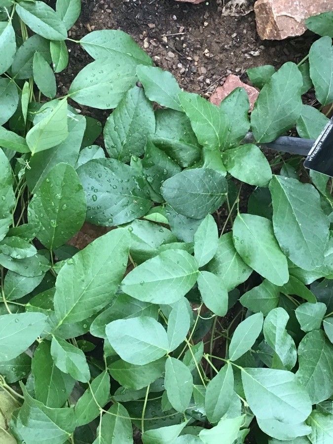 Kennedia nigricans — related species from the same genus