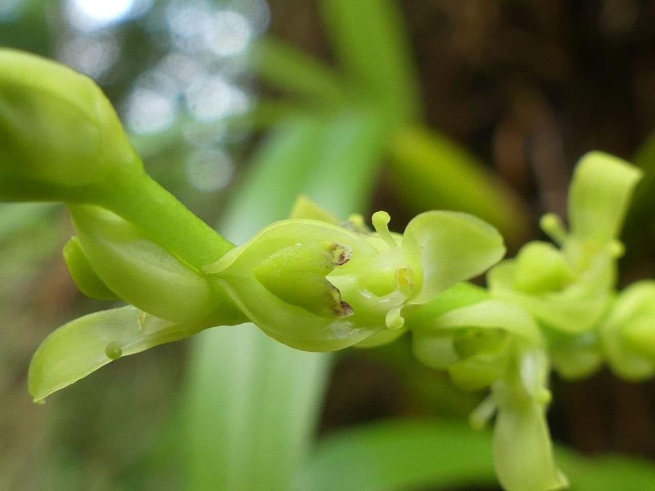 Bulbophyllum clavatum flower