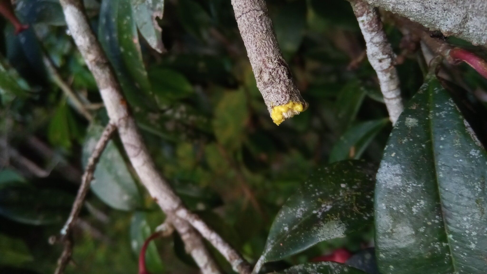 Symphonia tanalensis bark