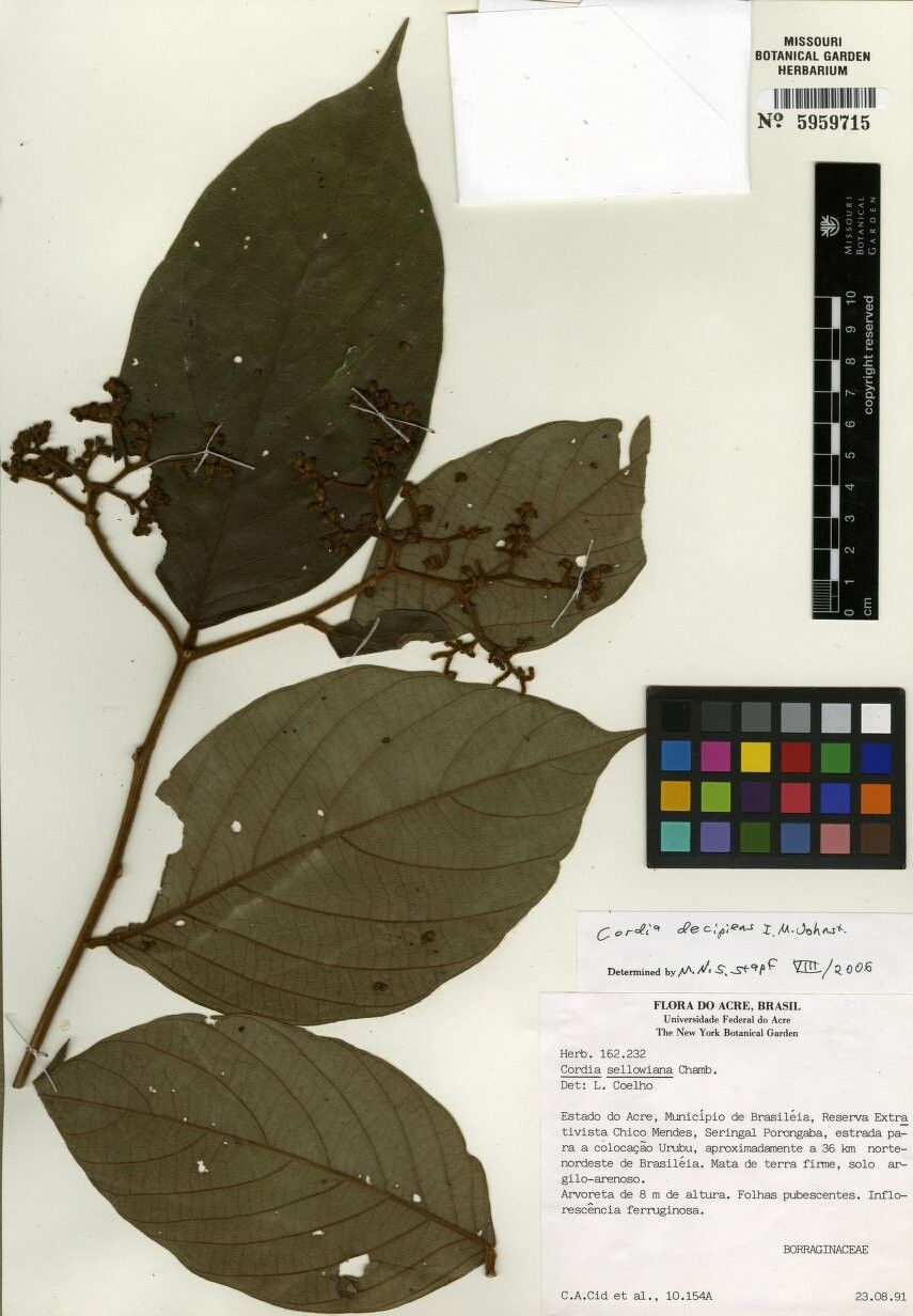 Cordia decipiens — houseplant care guide