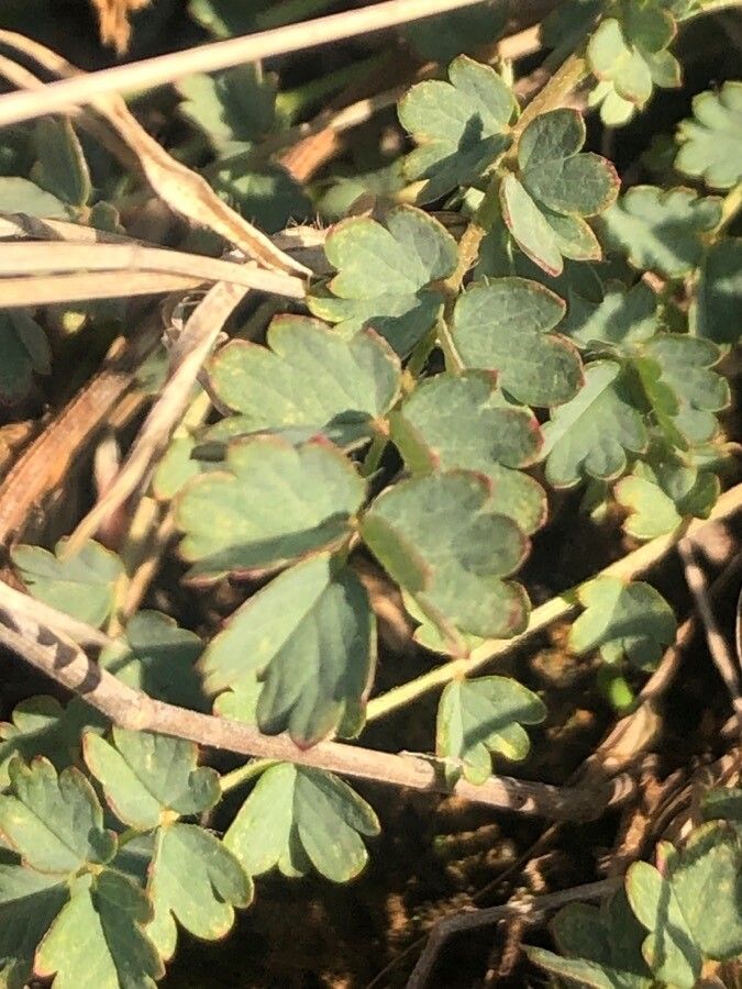 Poterium verrucosum leaf